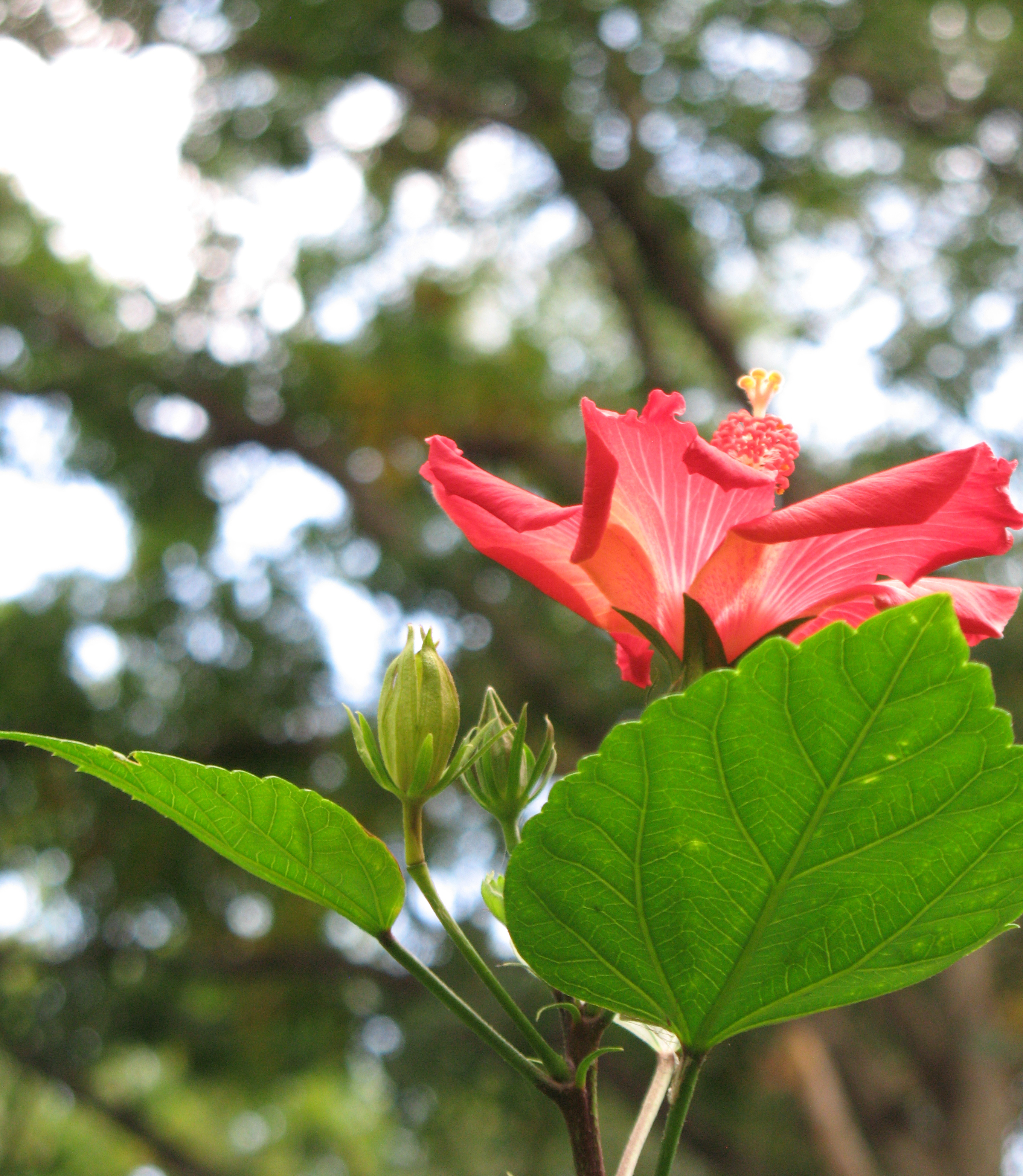 IMG_3426-copy_e cshlex